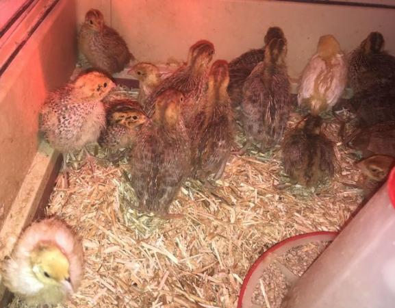 Image 23 of SEXED QUAILS AVAILABLE/31STMAY !