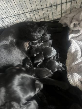 Image 6 of ??Labrador puppies??perfect family dogs?? ( last few )