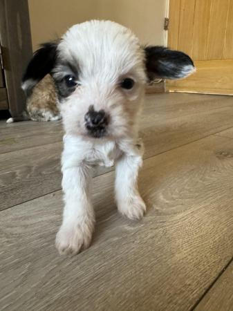 Image 4 of Chinese Crested pups KC registered READY NOW