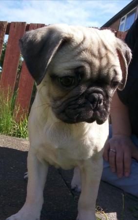 Image 20 of * Last fawn boy available£675 beautiful pug puppy*
