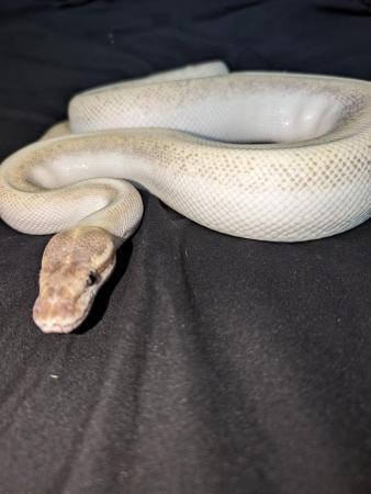 Image 3 of Flokie and ghost royal/ball pythons