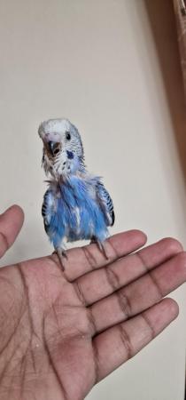 Image 2 of Handeared and tame Budgie babies for sale