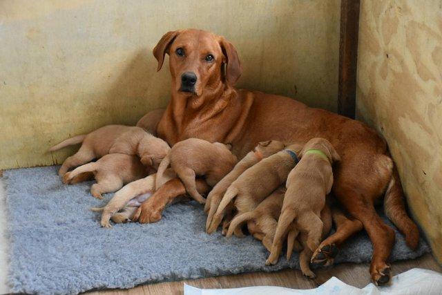 Image 7 of Fox red Labrador puppies ready now