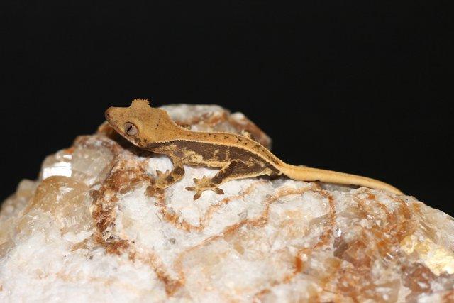 Image 2 of Lilly white crested geckos last few remaining
