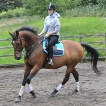 Image 3 of Part loan at current yard 17hh warmblood horse