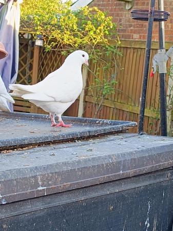 Image 3 of Beautiful pigeon's available