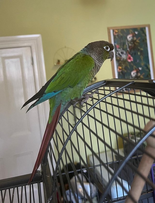 Preview of the first image of GREEN CHEEK CONURE SEEKING AFFECTIONATE FAMILY.