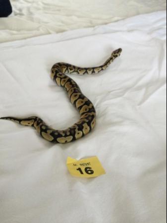 Image 7 of Female Pastel baby royal python.