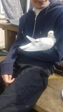 Image 3 of Hand reared pet pigeon for sale!