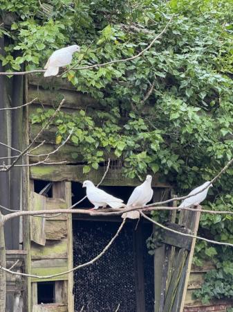 Image 5 of 25 Appx White Doves Nr Newmarket