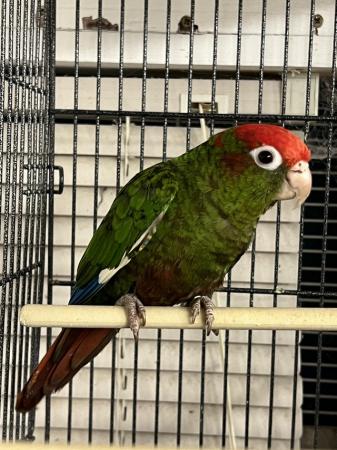 Image 4 of DNA’d Male Rose Crowned Conure