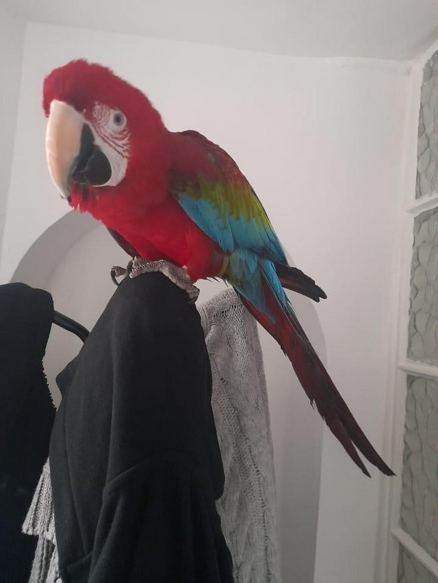 Preview of the first image of Greenwing macaw. Male 3yrs old.
