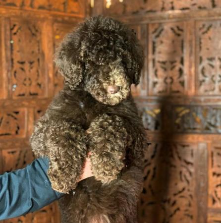 Image 15 of Standard Poodle Puppies ready now