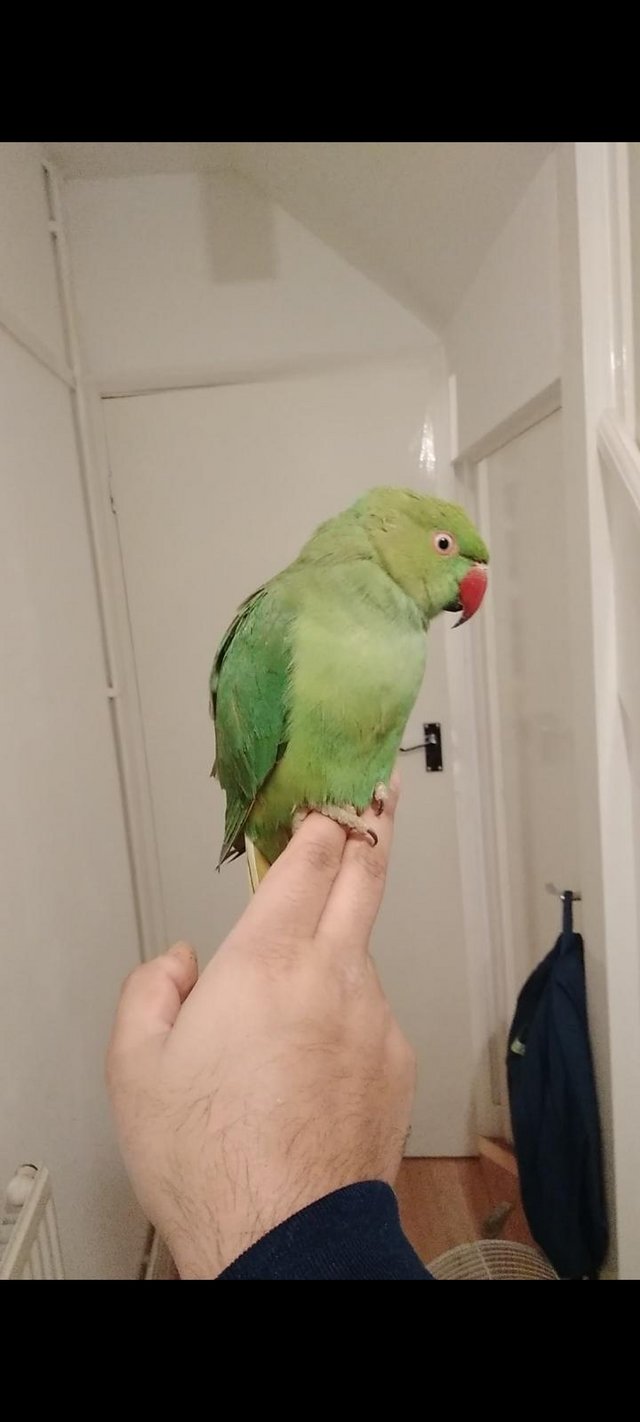 Preview of the first image of Hand-Tame Ringneck (leno) NO BITE GOOD FOR KIDS.