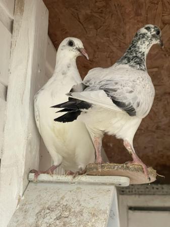 Image 2 of Racing pigeons ,,,,,,,,,,,