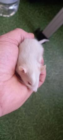 Image 4 of Young male rats ready for rehome in Glasgow