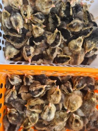 Image 4 of Selection of pure breed chicks bantam and large fowl
