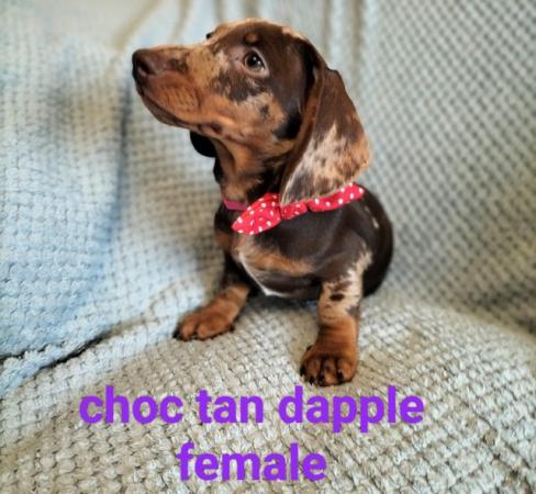 Image 12 of READY NOW KC reg Miniature Dachshund puppies