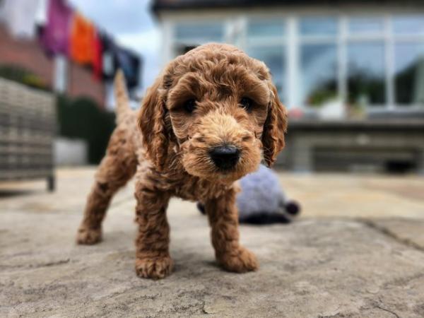Image 21 of GORGEOUS COCKAPOO PUPPIES FOR SALE
