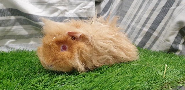 Image 5 of I have for sale sows and boar guinea pigs