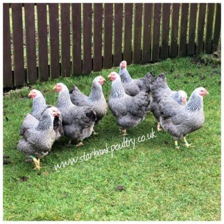 Image 59 of *POULTRY FOR SALE,EGGS,CHICKS,GROWERS,POL PULLETS*