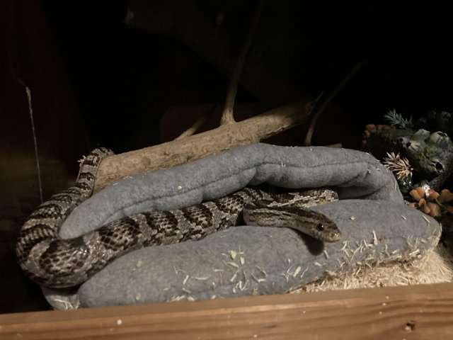 Preview of the first image of Female anerythristic corn snake.