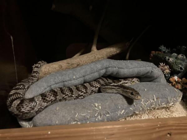 Image 1 of Female anerythristic corn snake