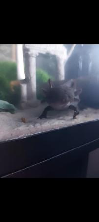 Image 2 of Baby axolotls mum and dad in pix
