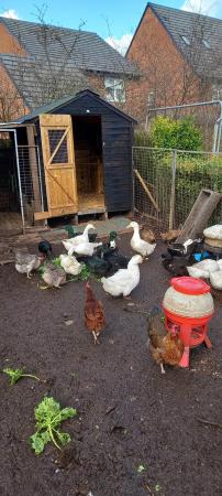 Image 1 of Mixed breed ducks and drakes