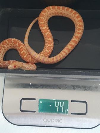 Image 5 of Albino Sonoran Gopher snake babies for sale