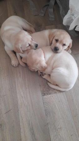 Image 5 of 1 Labrador puppie left for sale