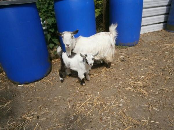 Image 1 of Pygmy Goat Nanny with Kid at Foot