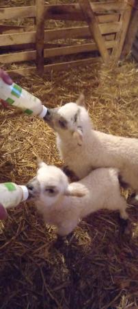 Image 1 of Valais Cross Beltex pet lambs