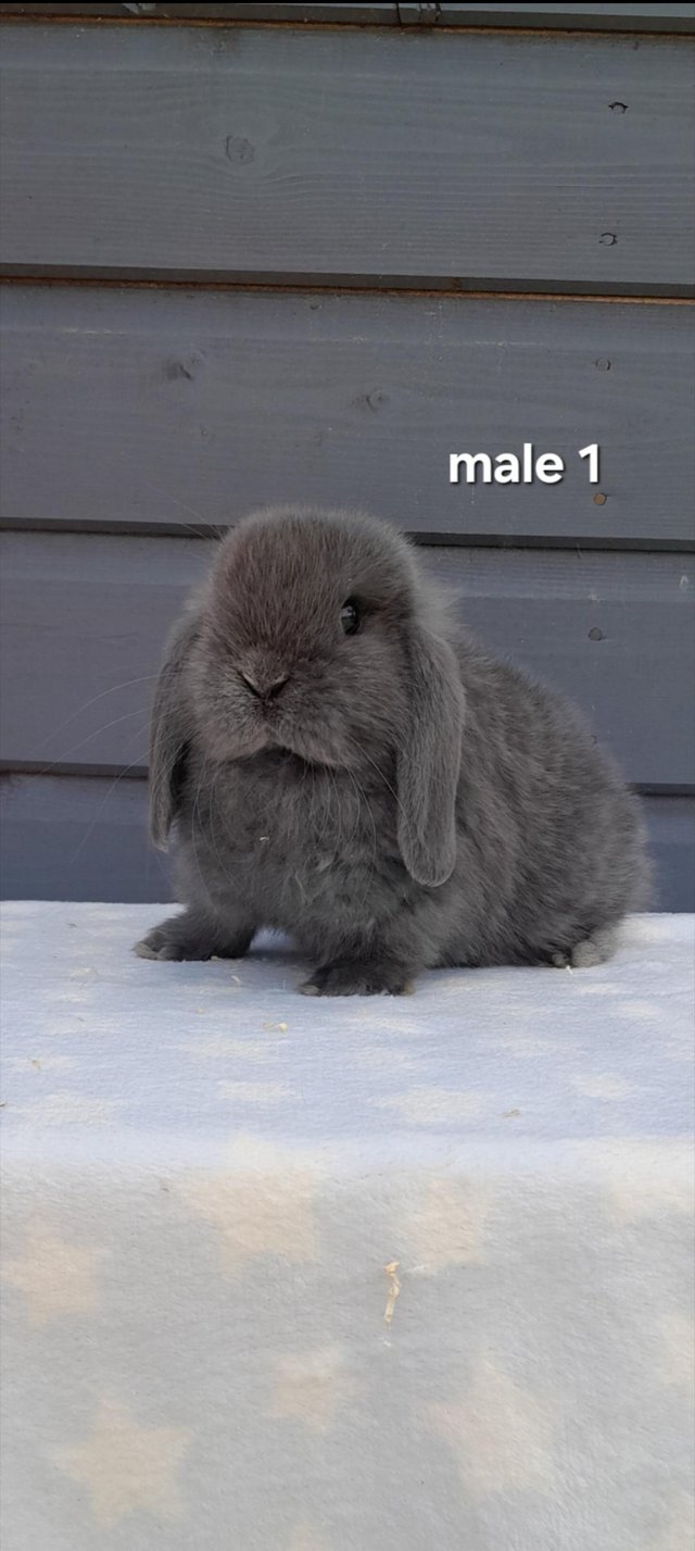 Preview of the first image of Gorgeous mini lop rabbits ready to leave.