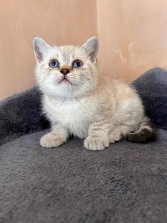 Image 23 of British Shorthair colourpoint kittens READY NOW