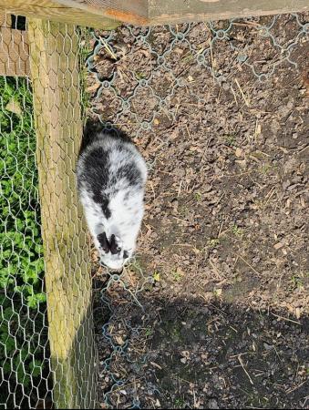 Image 8 of Beautiful and friendly white and black & white bunnies - 3 l