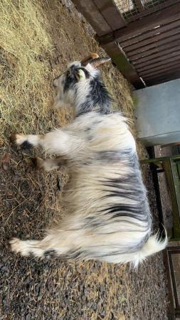 Image 2 of 2 Pygmy Goats Weather Brothers
