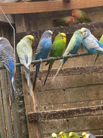 Image 5 of Cute cuddly Tame budgies Peterborough