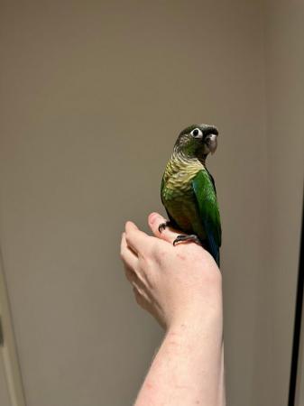 Image 2 of Hand Tame Green Cheek Conure