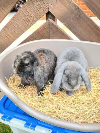 Image 17 of Adorable Dwarf Lop baby Rabbits.