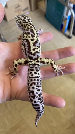 Image 1 of Cosmo Male lavender mack snow bold leopard gecko