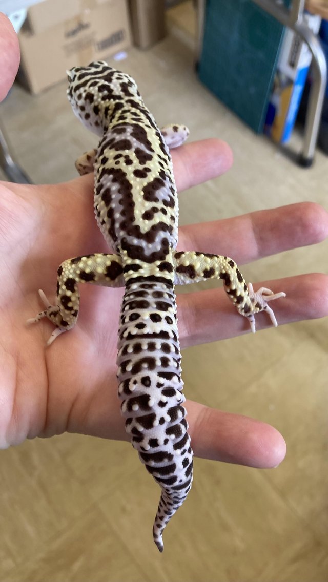 Preview of the first image of Cosmo Male lavender mack snow bold leopard gecko.