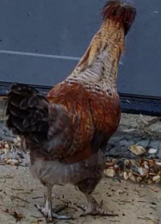Image 1 of Chickens male and female for sale