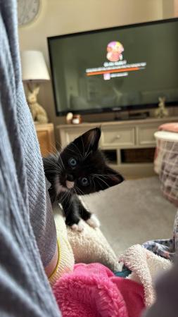 Image 4 of Beautiful black kitten for sale