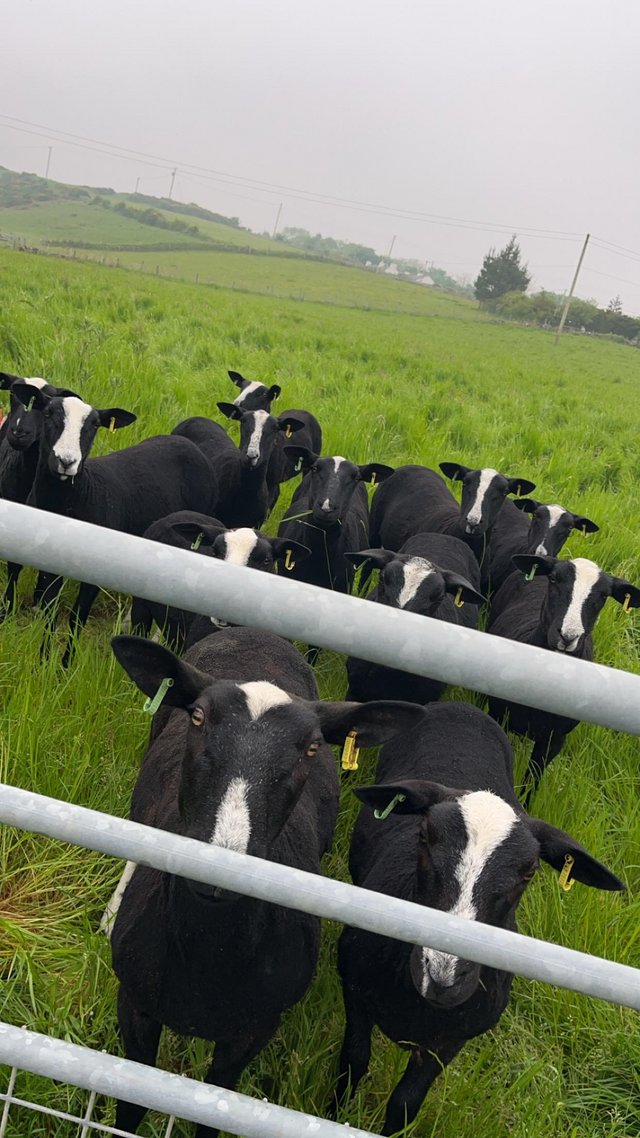 Preview of the first image of Registered Zwartbles shearling ewes.
