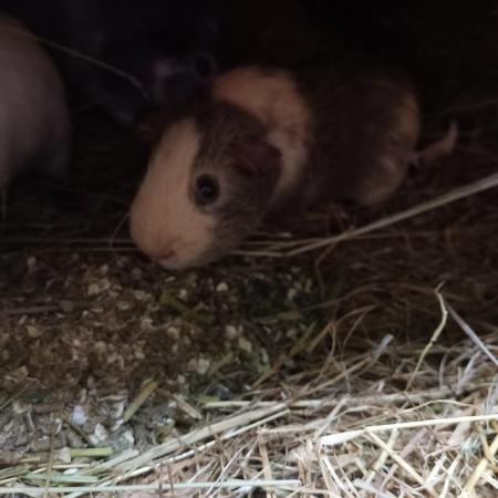 Image 2 of Guinea pig boars baby young pretty smooth cream funky