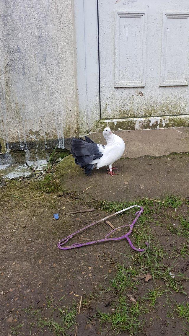 Preview of the first image of English fantail pigeons black tail looking for new home.