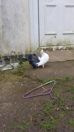 Image 1 of English fantail pigeons black tail looking for new home