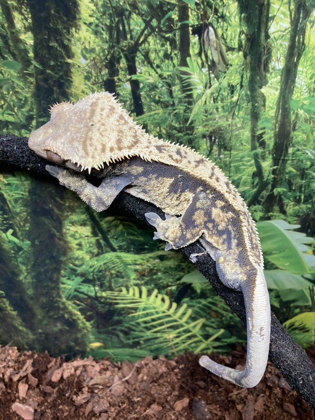 Preview of the first image of Male harlequin crested gecko.