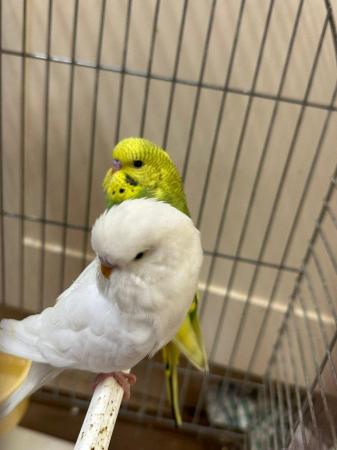 Image 5 of Beautiful baby budgies for sale